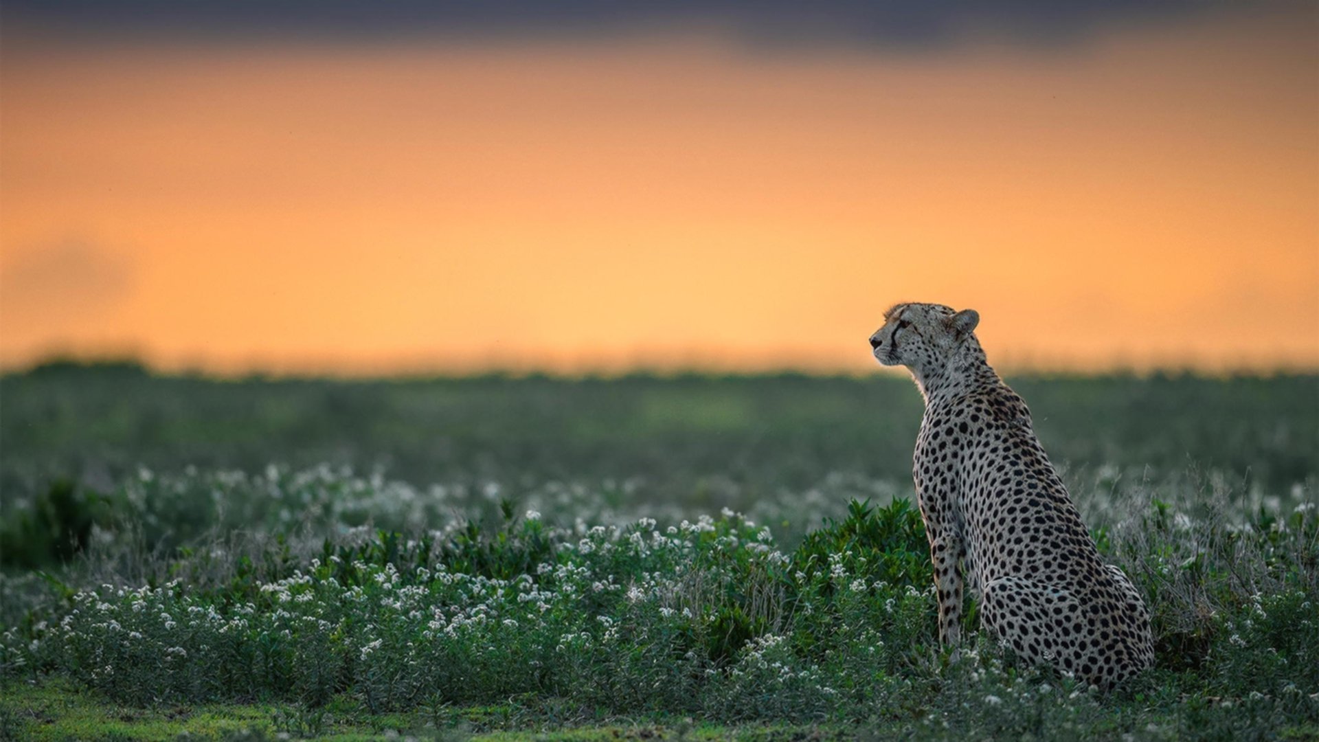 爵士防守锁死热火，锡安西决生死战接管比赛