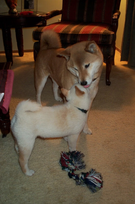 奥纳纳爆发！喀麦隆最后时刻上演门神奇迹，逆天扑救绝平切尔西