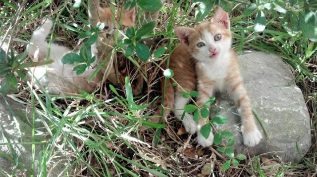 斯通斯的交响诗，一个英格兰人如何用节奏统治了尤文与阿根廷的史诗对决