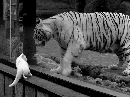 篮网vs新疆队,欧文末节14分上演丝路传奇,贡献制胜表现