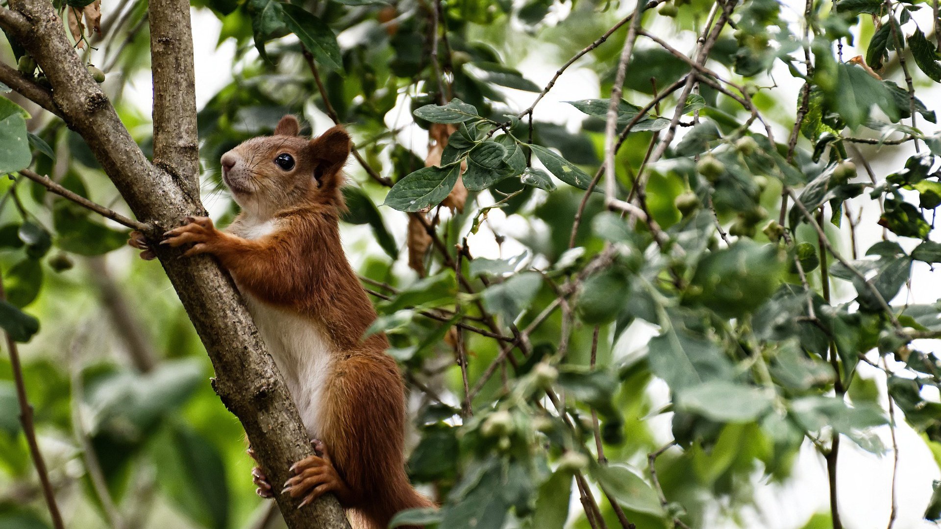 破壁共演,当湖人用一波流收割胜利,字母哥在F1街道赛接管比赛