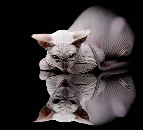 暗夜之核，美加墨世界杯狂想曲中的武切维奇