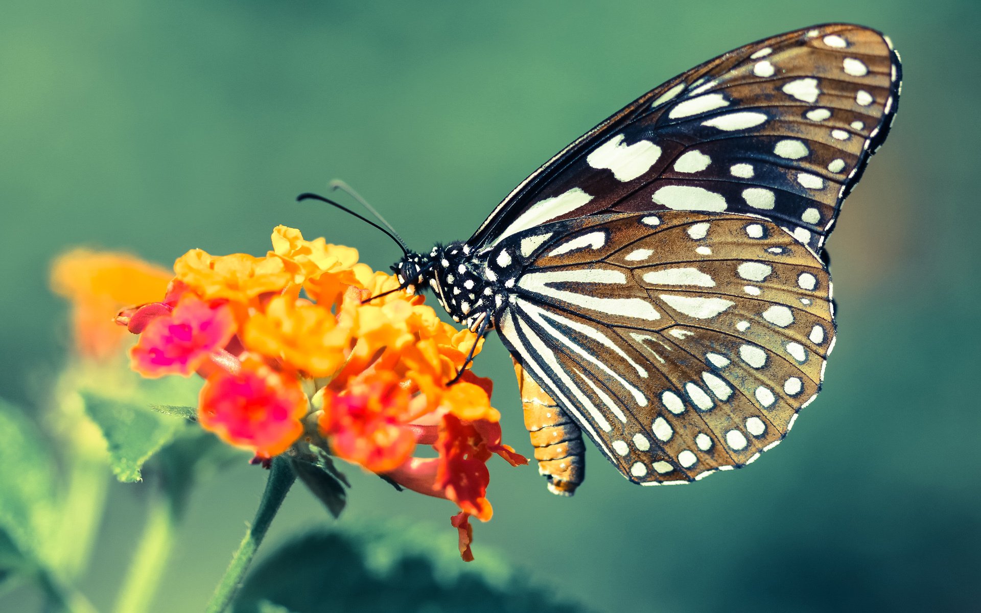 燎原之火灼群鹈,东契奇剑封喉锁胜局