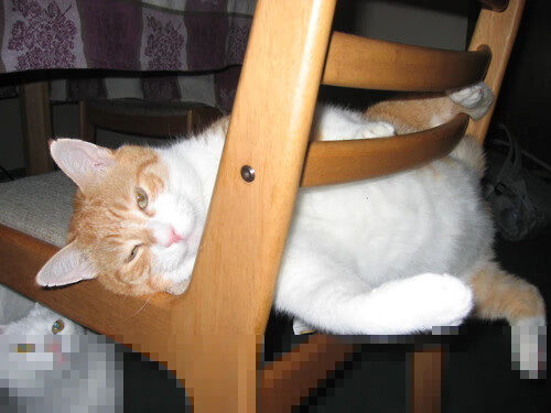 杰伦格林末节爆发，鹈鹕力擒黄蜂