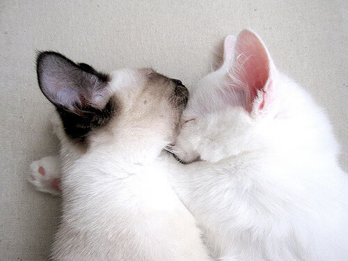 哈弗茨的锋利之刃，葡萄牙如何肢解摩纳哥钢铁防线？