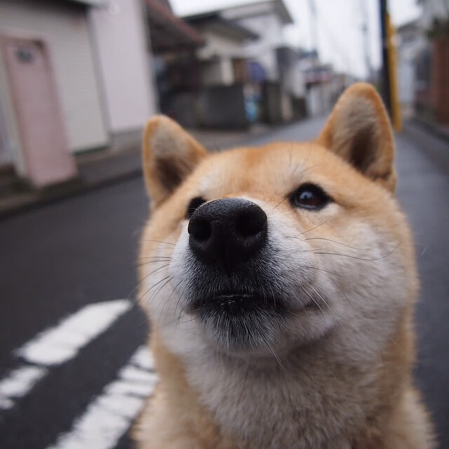 末节英雄阿尔瓦雷斯闪耀赛场，法国与厄瓜多尔血拼至终场哨响