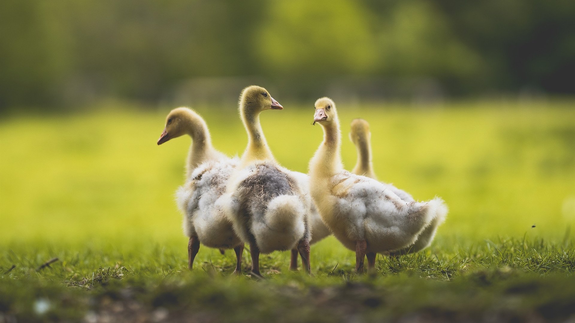 末节英雄阿尔瓦雷斯闪耀赛场，法国与厄瓜多尔血拼至终场哨响