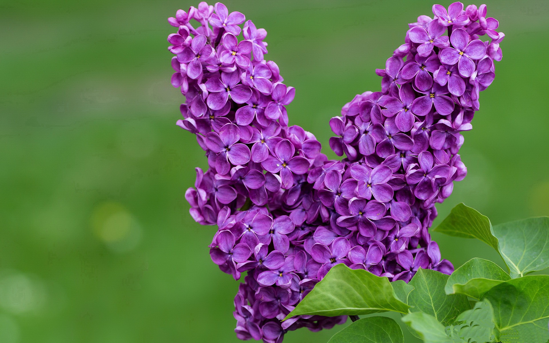 东西部双雄闪耀，塔图姆单骑破敌，湖人稳舵擒狼