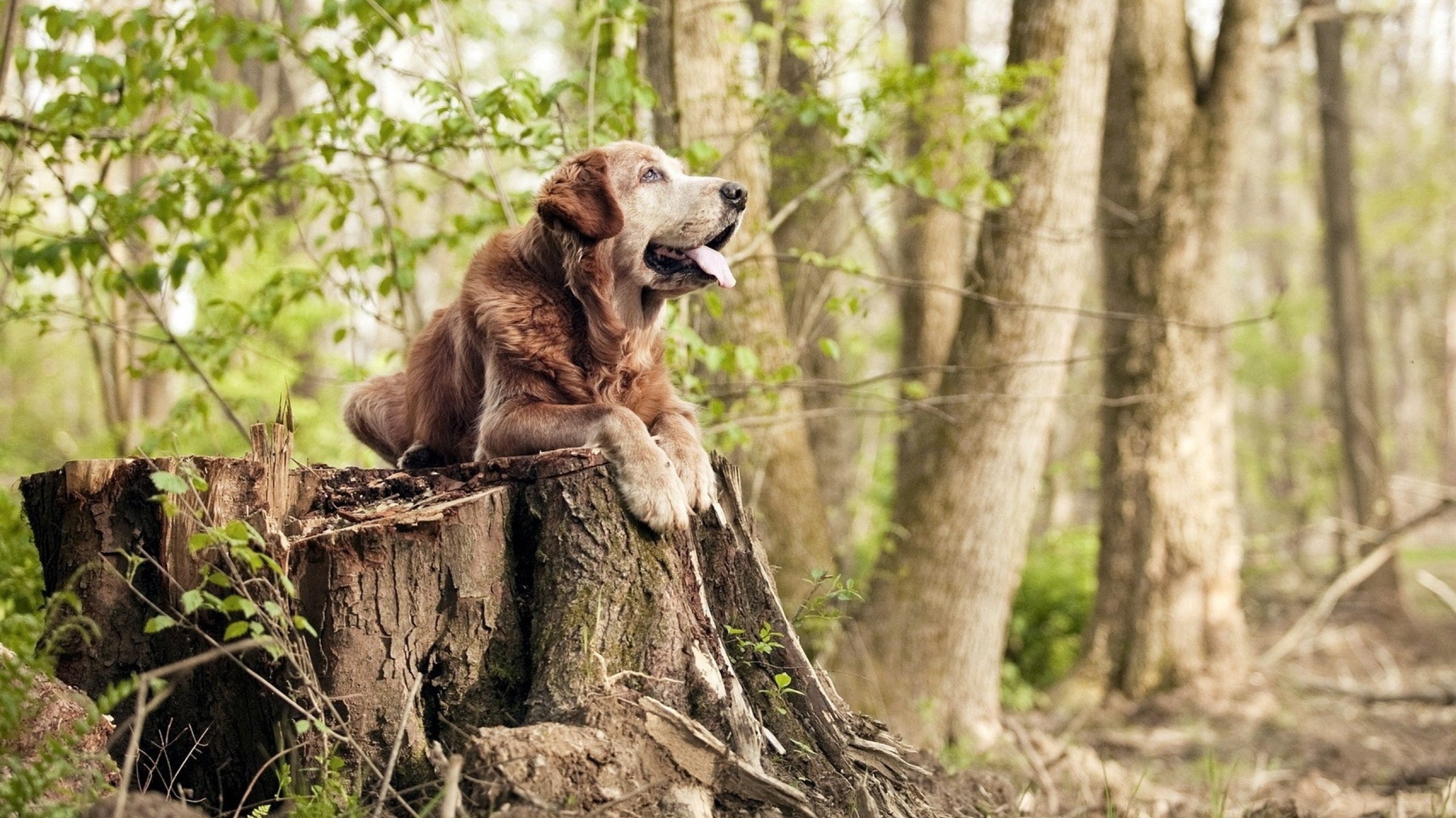 当吉林铁血遇上北境之王，伦纳德用沉默诠释何为压制级表演