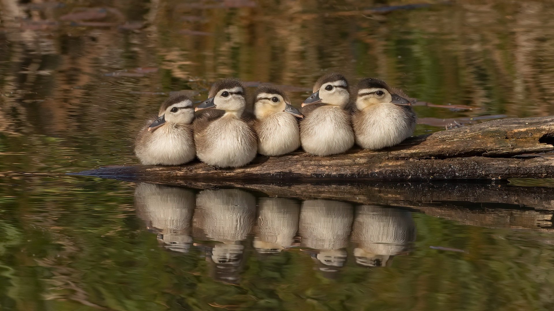 巅峰对决，奥地利险胜玻利维亚，布雷默冠军级表现定乾坤
