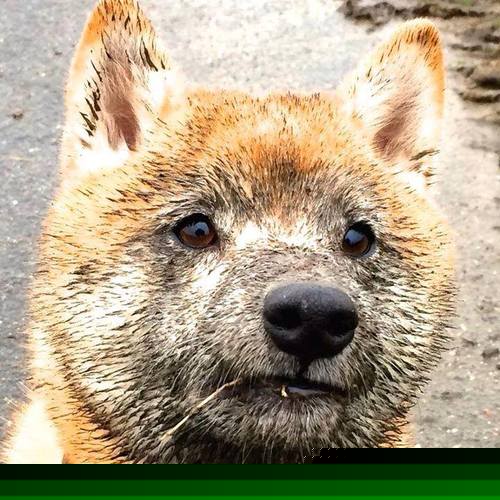 破局！罗马铁卫强行终结荷兰，基米希化身关键先生，德意志战车重燃引擎