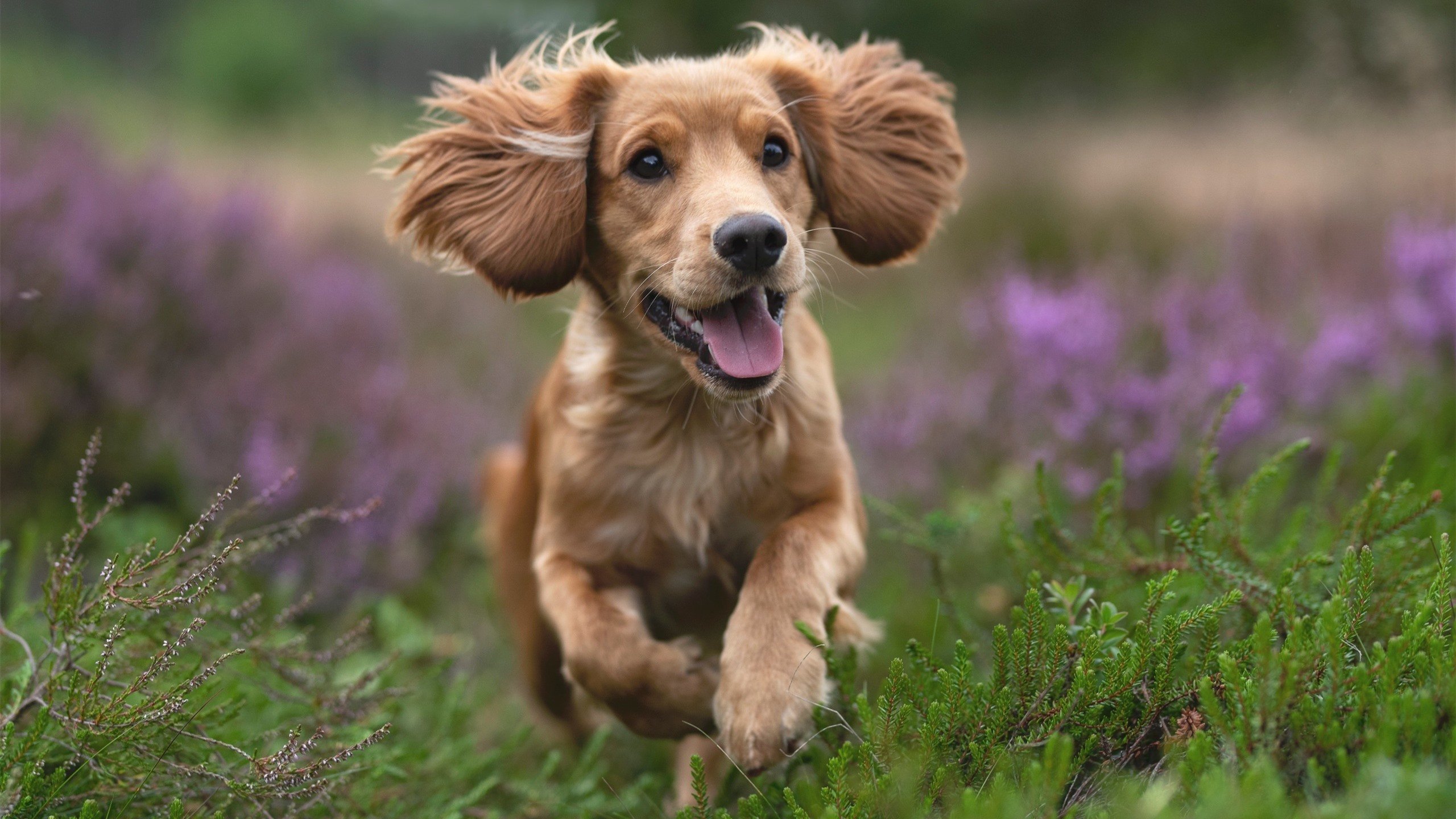 跨界星火，班凯罗如何点燃2026世界杯之夜