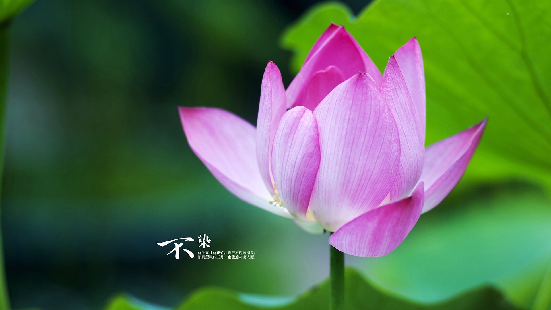 开云体育APP下载-当钢铁洪流遭遇灵光一闪，现代足球的两种统治力辩证法