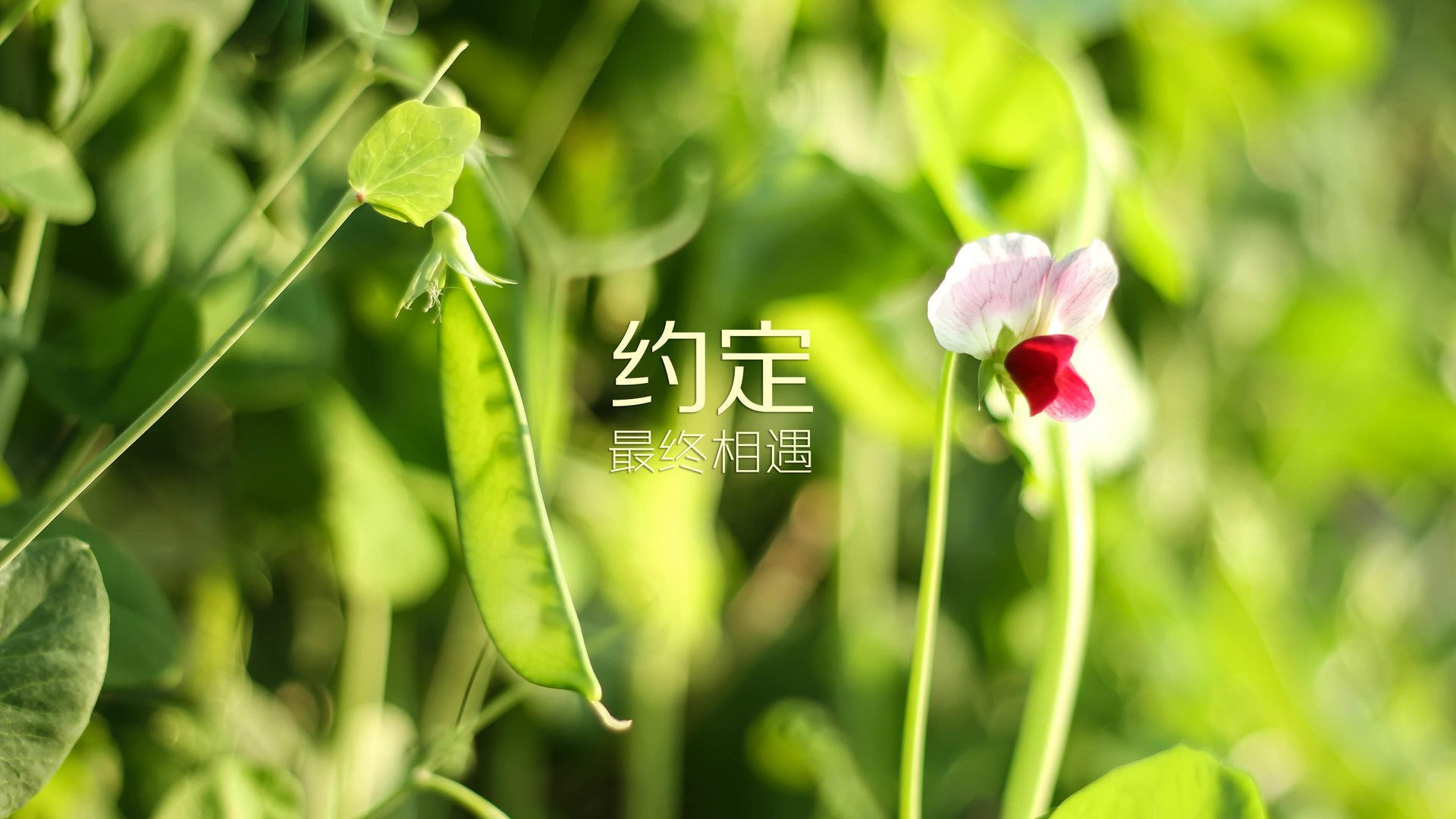 北境奇袭，弱旅逆天！斯洛伐克绝杀芬兰，阿方索·戴维斯一战封神